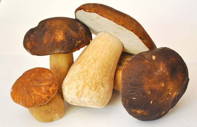 Funghi porcini, prelibatezza da avere assolutamente